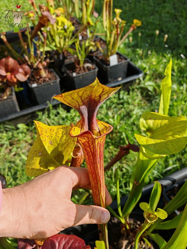 Sarracenia X (Flava Var. Cuprea X Flava Var. Rubricorpora) (Hybride Terreacrocs)