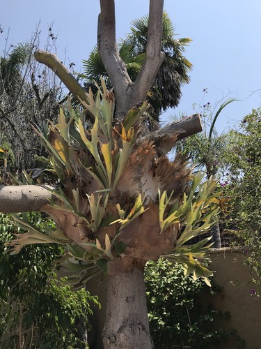 Staghorn Fern 4 ft in height and 8 feet diameter