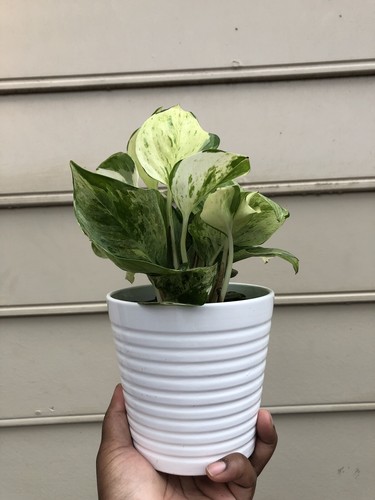 Manjula Pothos