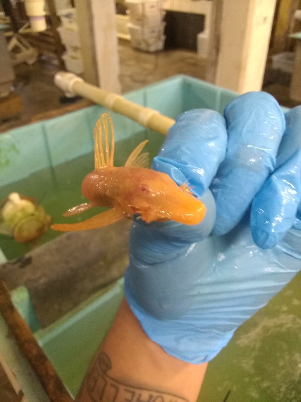 (2) Dwarf Albino bristlenose Plecostomus 1