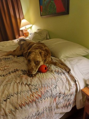 Artikelfoto(s) von einem verifizierten Käufer