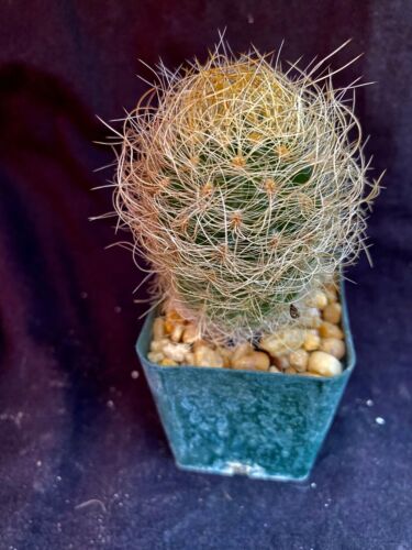 Neoporteria senilis, cactus plants