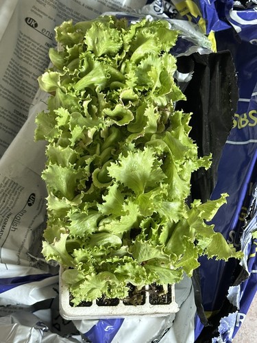 Foto dell'oggetto di un acquirente verificato