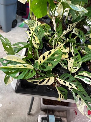 Monstera Adansonii Albo Cutting, Monstera Adansonii Albo Rooted Plant