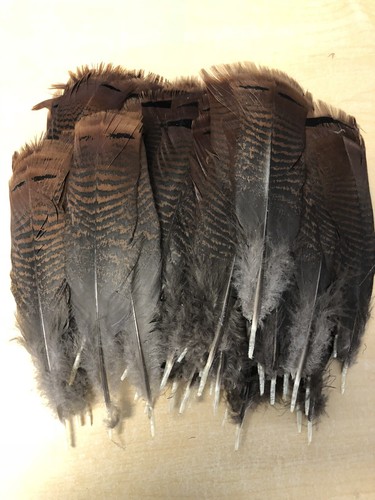 Wild Turkey Pre-tail Feathers 90 Feathers