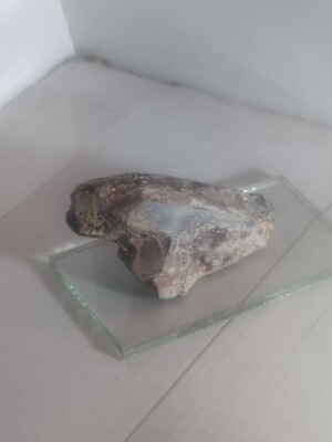 Rare Black Widow Quartz Point Hand Dug Colorado USA crystal Specimen Sugary 