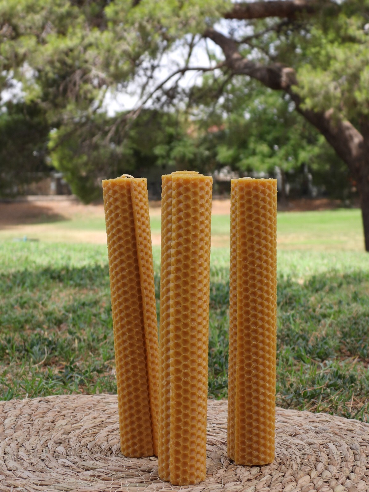 Beeswax Candle/7.28 Inch Large/4.8 Inch Thick/1.12 Inch