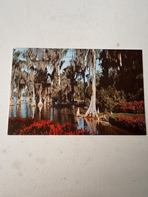 cypress trees，florida's cypress gardens，vintage postcard