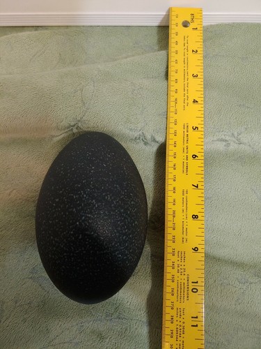 Emu Egg Shell EMPTY Blown Out Craft