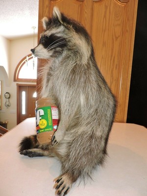 Raccoon Mount Taxidermy Whitetail Deer Shed Antler Log Cabin Decor Mule Novelty