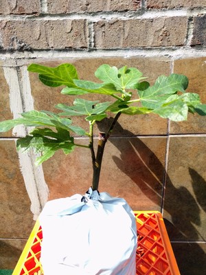 Syrian Fig Tree