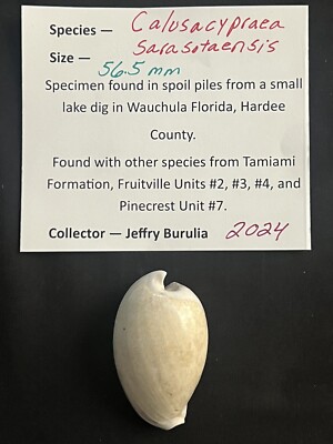 EXTINCT Fossilized COWRIE Shell ( Calusacypraea Sarasotaensis ) From Central Fl 
