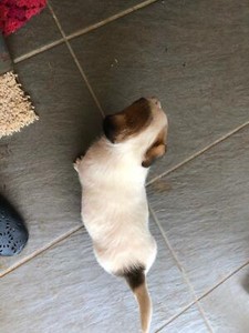 Male Jack Russell Pup Dogs Puppies Gumtree Australia