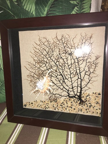By the Sea Millipede Conch Seashells Sea Fan SHADOW BOX ART