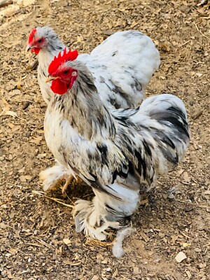 12 Cochin bantam hatching eggs + calico + colors  PT Tested flock Mix colors 