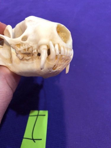 Real XXL Skunk Skull Animal Mount Man Cave Cabin Western Decor Unique Christmas