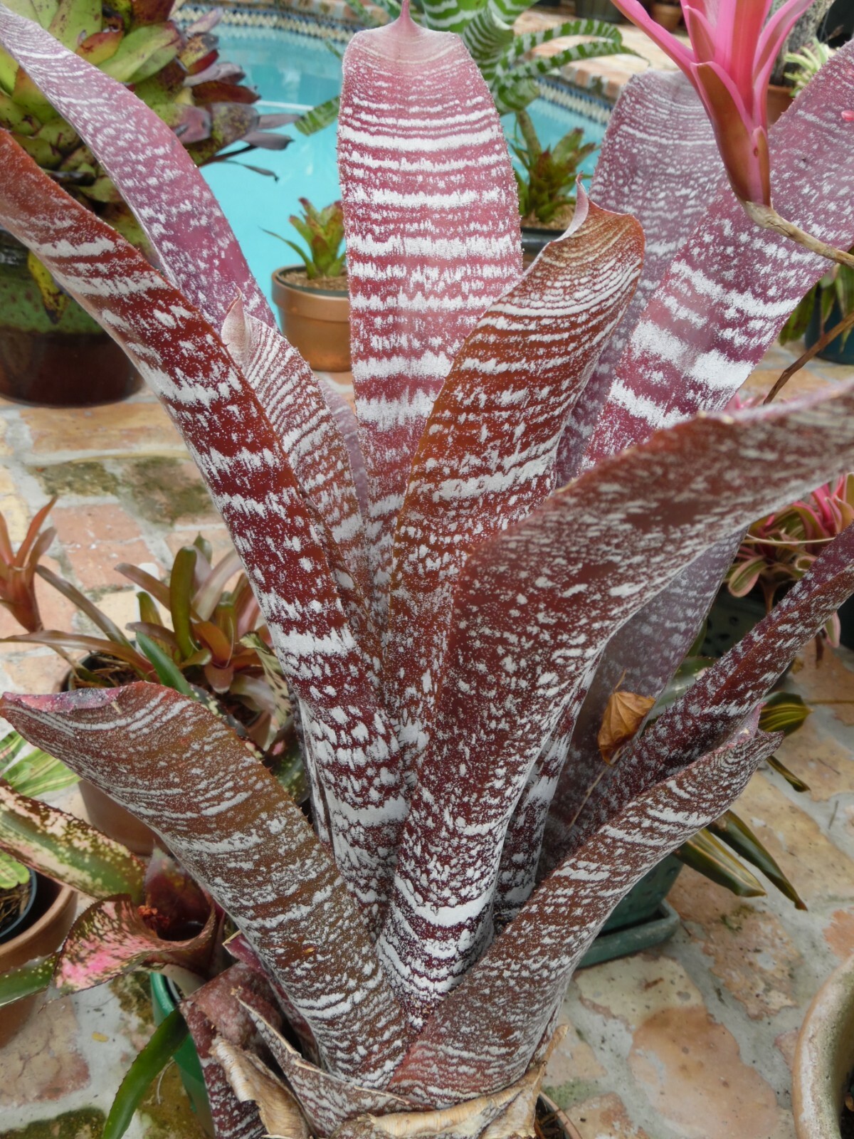 Hohenbergia Correia-Araujoi FUDGE RIPPLE Bromeliad one