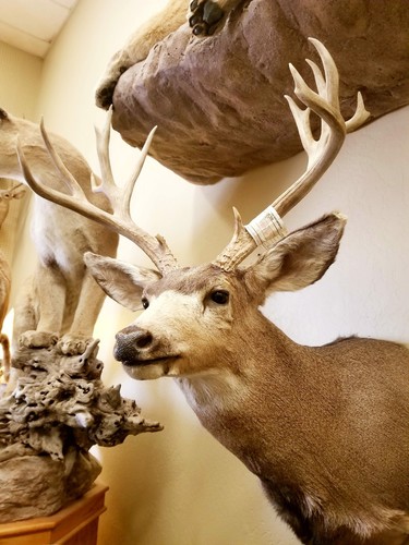 Nontypical Large Mule Deer Mount KAIBAB AZ Sheds Antlers Taxidermy Mounts NEW