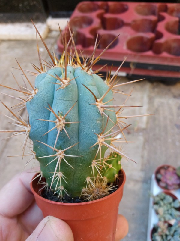 Browningia Hertlingiana Cactus Bleu Plante Jeune Avec Racine De 5 Cms