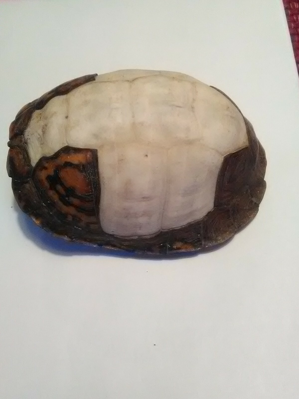 Eastern Box Turtle Shell some scutes 5