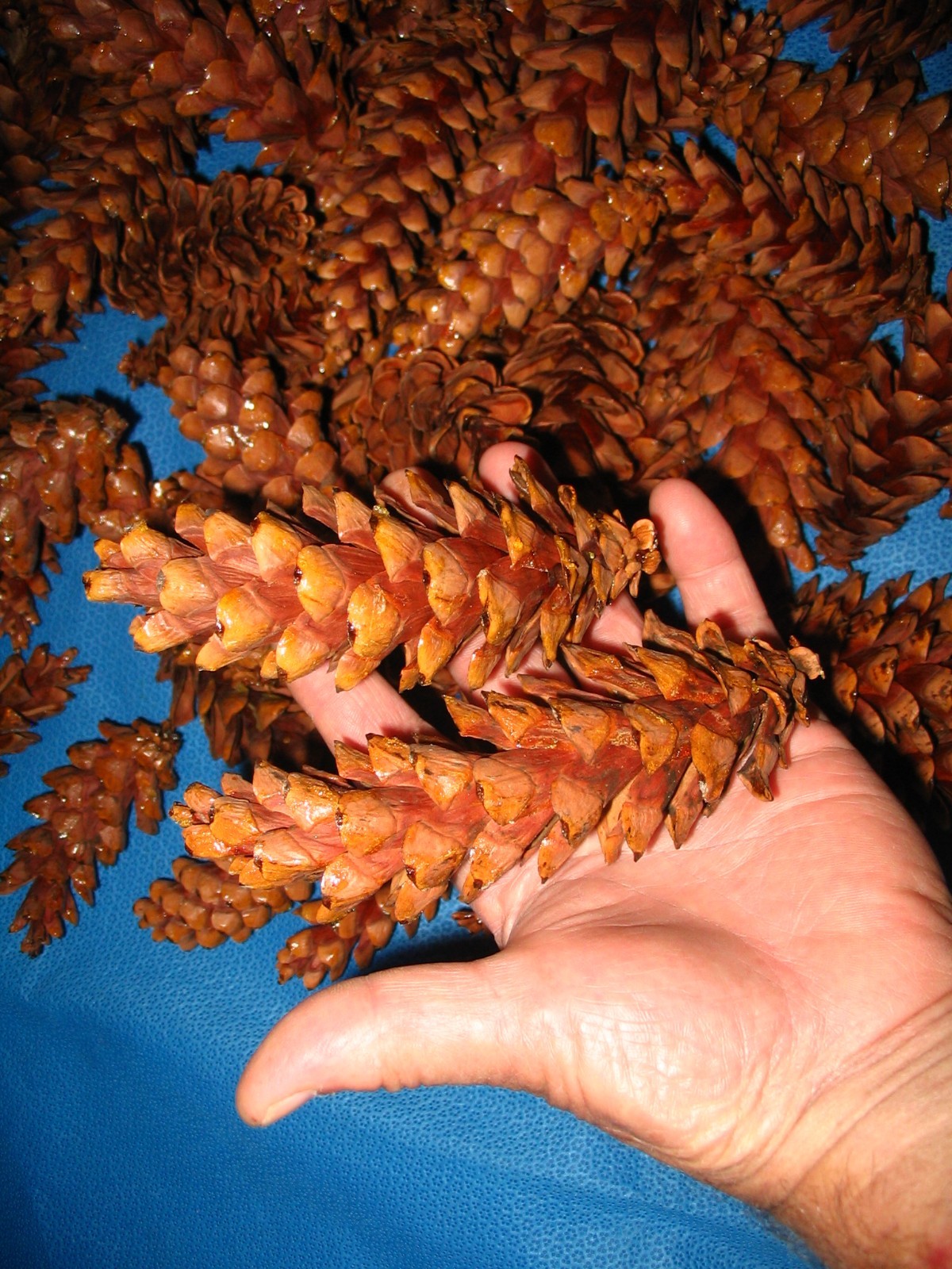 87 White Pine Cones DRY Ready for Crafts Wreaths Ornaments Weddings Fall Decor