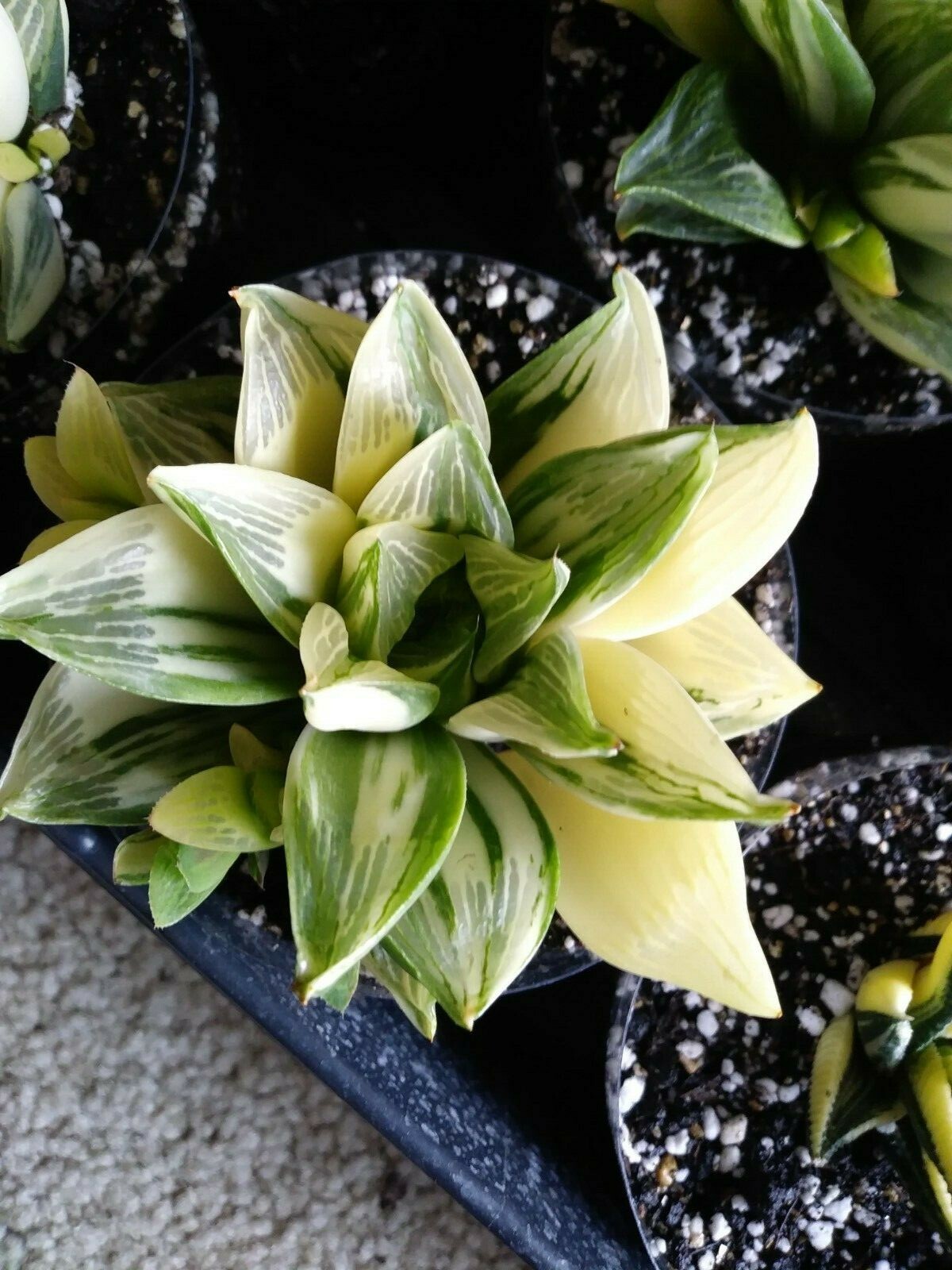 Haworthia Retusa Variegated!! Imported Plant!!