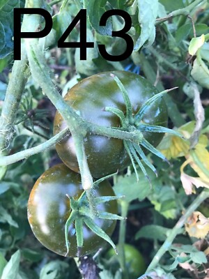 graine / seed tomate taille grosse variété "PAUL ROBESON" (frais port unique)