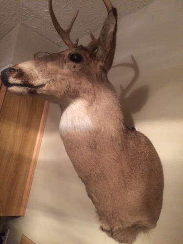 1997 White Tail Mounted Deer Head 6 Point Shoulder Mount