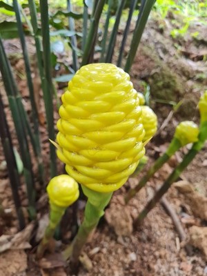 EARLY YELLOW SHAMPOO GINGER LIVE  RHIZOME PLANT EXOTIC TROPICAL ZINGIBER 
