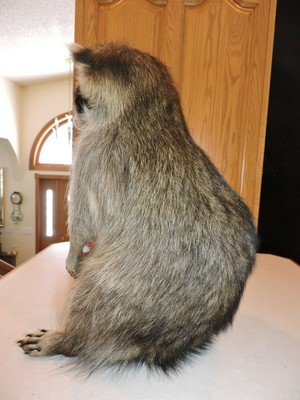 Raccoon Mount Taxidermy Whitetail Deer Shed Antler Log Cabin Decor Mule Novelty