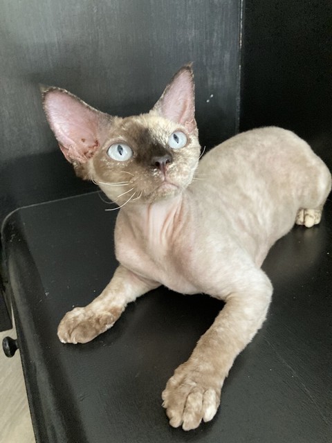 devon rex gumtree