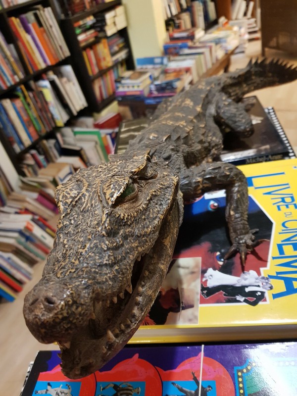 CaÃ¯Man Nain EmpaillÃ© - Croco - Taxidermie