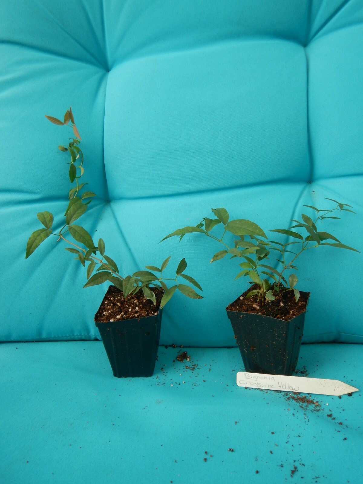 BIGNONIA "YELLOW" CROSSVINE*Rooted Starter Plant*USA SELLER*ATTRACTS BUTTERFLIES