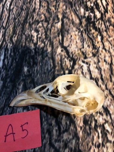 Real XL Pheasant Skull Animal Bone Fowl Unique Gift Christmas Art Bird Hallowe