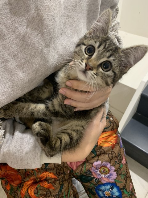 tabby cat free to good home