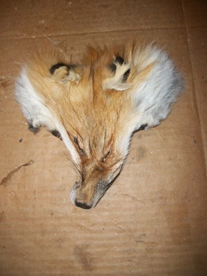 1 tanned RED FOX face fur pelt skin FLY TYING native craft bag purse decor SOFT