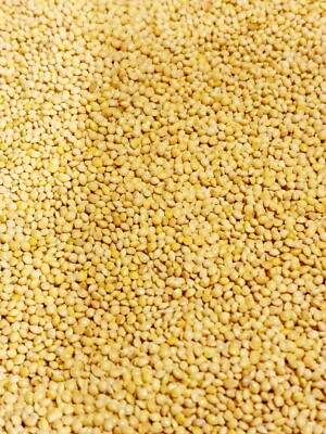 20 LB WHITE MILLET GRAINS FOR MYCOLOGY MUSHROOM AND ANIMAL FEED USE.