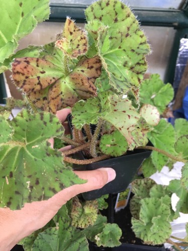 Rex Begonia “HARMONY’S RAY GLO” 4”pot