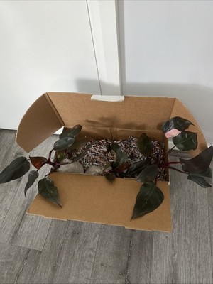 Foto dell'oggetto di un acquirente verificato