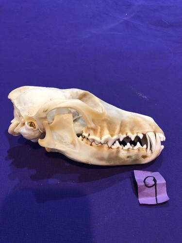 Coyote Skull Bone Man cave Decor Craft Unique Christmas Gift Animal Mount Art