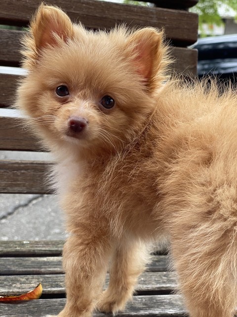 i wanna sell my dog