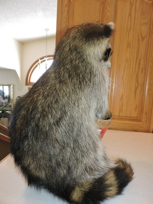 Raccoon Mount Taxidermy Whitetail Deer Shed Antler Log Cabin Decor Mule Novelty