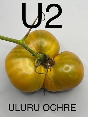 graine / seed tomate DWARF / NAINE  taille moyenne variété ULURU OCHRE