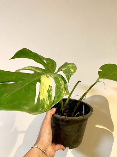 RARE * MONSTERA AUREA VARIEGATED ‘MARMORATA’ * (aroid ~ anthurium, philodendron)