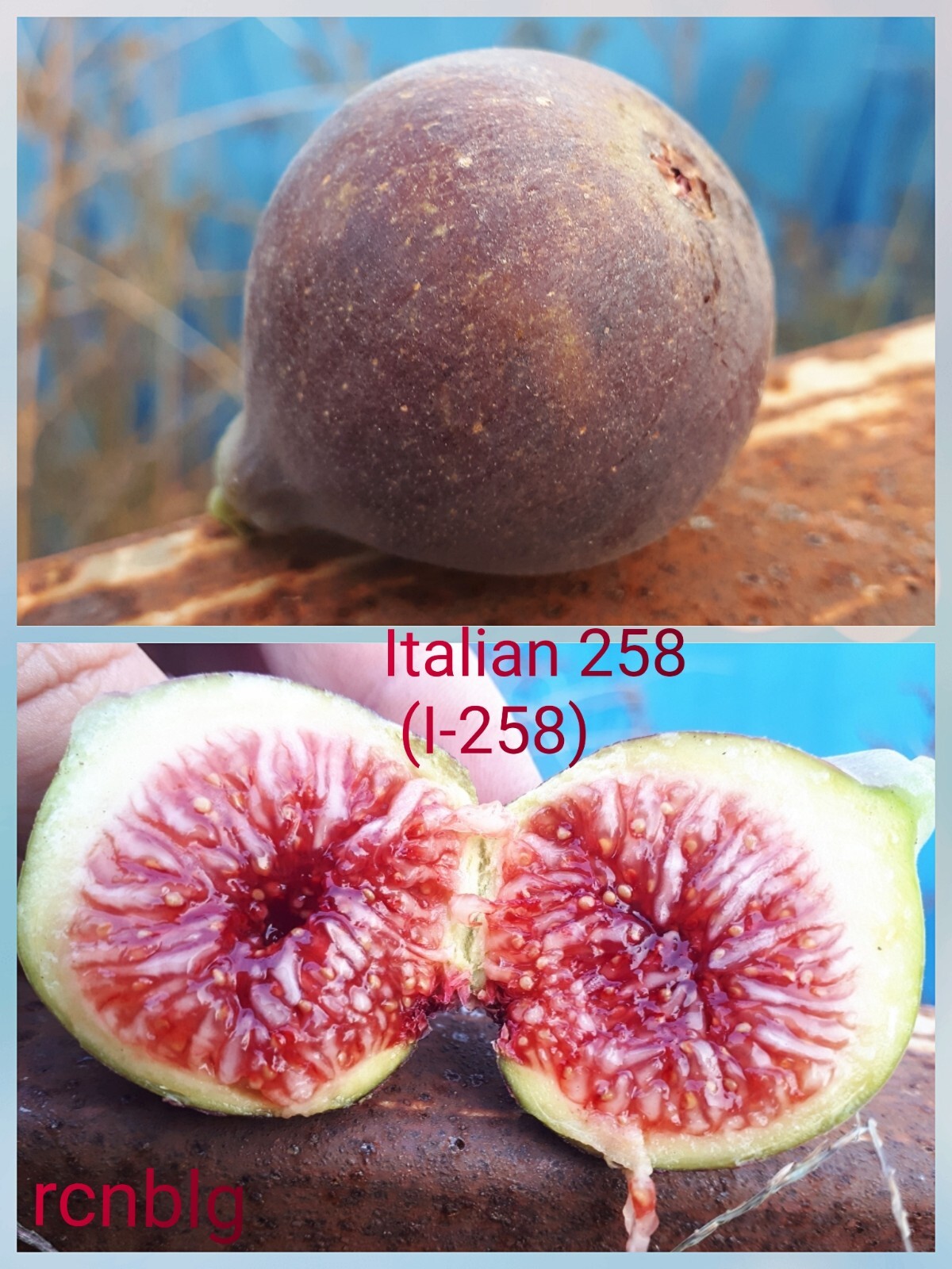 Italian258挿し木苗(イタリアン258) 【イチジク苗木】イタリアン