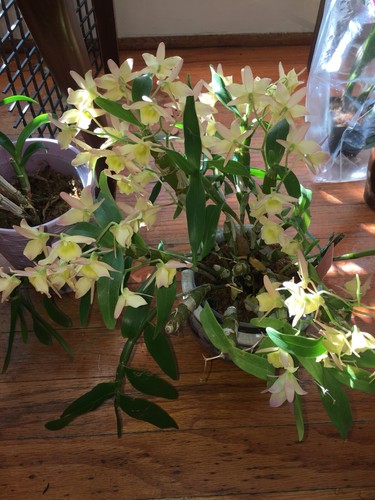 Dendrobium Spring Bird Kurashiki