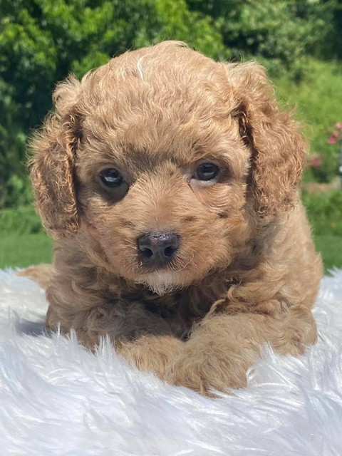cavoodle teddy bear