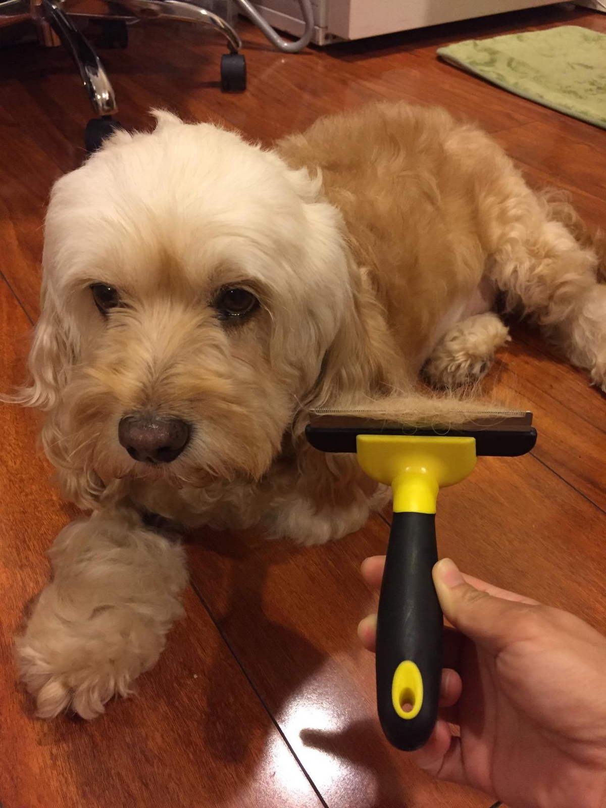 Dog Brush for Shedding Cat Grooming Tools LONG MEDIUM SHORT SMALL LARGE Hair PET