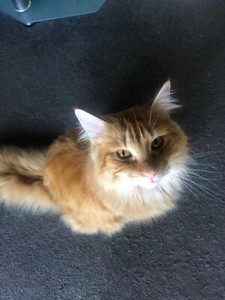 Free Ginger Tabby Long Hair 1 Years Old Male Cats Kittens