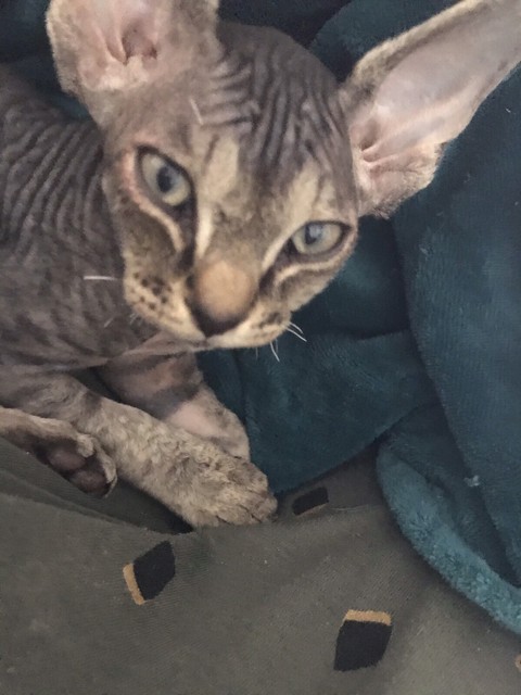 devon rex gumtree